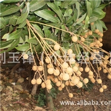 石硖龙眼，优质岭南龙眼，顶级新鲜，肉脆。