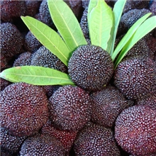 杨梅（预定杨梅）