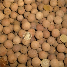 批发产地桂圆干(图)