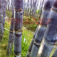 小黎甘蔗代办玉林博白三滩万亩自产食用甘蔗，水果甘蔗，黑皮甘蔗