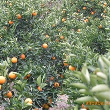 【精品推荐】供应优质品种茂谷柑桔大量生产（图）