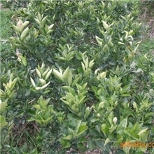桂林阳朔大量供应优质茂谷柑秧/血橙秧桂花树苗/夏橙秧