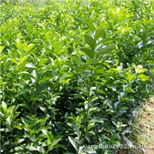 大批量供应金桔苗，血橙苗，茂谷柑苗，桂花苗。