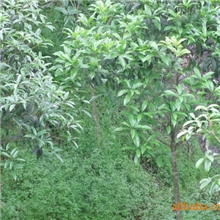 大量供应优质桂林阳朔桂花树苗