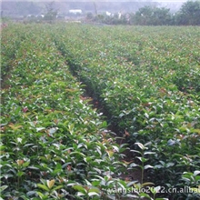 【新品推荐】供应桂花小苗新奇品种桂花小苗（图）