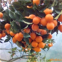 供应金桔干