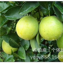 大量优质无公害本地湖南冰糖橙批发供应味美甘甜可商检