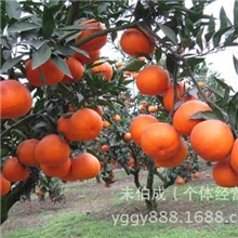 大量供应优质湖南无公害日本天然优质杂柑批发供应可商检