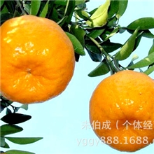 大量天然优质无公害湖南澧县椪柑批发供应可商检