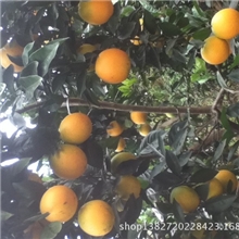 脐橙赣南脐橙不打蜡支持小额批发自热成熟