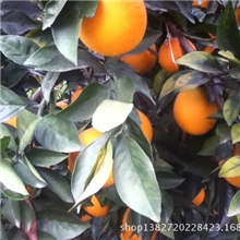 脐橙赣南脐橙批发员工福利礼品馈赠佳品不打蜡自热成熟