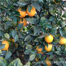 脐橙脐橙脐橙脐橙脐橙脐橙脐橙脐橙赣南脐橙