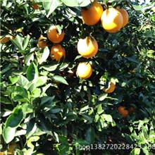 柑橘礼品柑橘礼品脐橙江西赣州脐橙无污染不打蜡