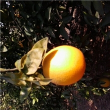 赣南脐橙零售也是批发价赚口碑不打蜡自然熟欢迎选购当礼品