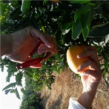 脐橙预定中，信丰脐橙，赣南脐橙，江西脐橙鲜果不打蜡