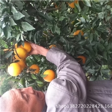 脐橙批发赣南脐橙甜甜甜不打蜡纯天然