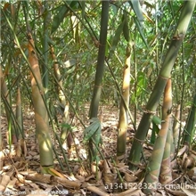 三年成林的麻竹、笋竹！竹材&lsquo;&rsquo;*