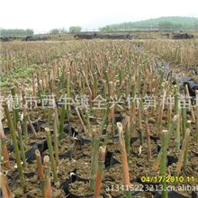 供应【中国麻竹笋之乡】西牛麻竹苗、麻竹笋！