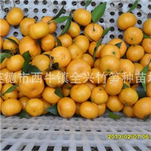 马水桔上市啦！！！本人可以代办、代购、砂糖橘业务，欢迎！