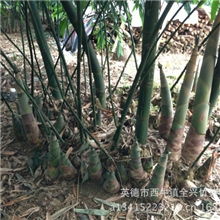 供应油竹苗、丹竹苗、甜竹苗！