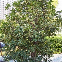 提供广西桂花树苗批发桂花树苗园林植物桂花树乔木桂花树行情服务