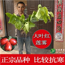 供应莲雾苗大叶红莲雾果苗大叶红莲雾品种莲雾果树苗台湾莲雾