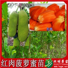 【泰国红肉菠萝蜜苗】红肉树菠萝苗正宗品种菠萝蜜高产好口感