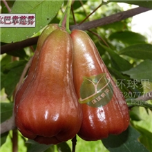 供应纯正巴掌莲雾莲雾树苗香水巴掌莲雾种苗莲雾品种价格