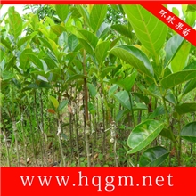 常年供应果树果树苗菠萝蜜正宗马来西一年多次开花结果