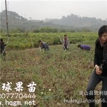 供应高台南青枣苗，台南品种正宗品种青枣树苗台湾大青枣果苗