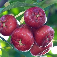 台湾莲雾品种黑金刚莲雾海南黑金刚莲雾果苗莲雾果树苗黑金刚