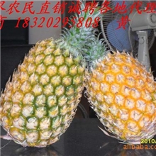 黄菠萝Specialtyfreshpineappleexports18320295808