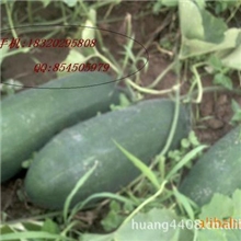 东瓜Eastmelon