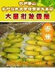 供应海南香蕉福建香蕉广东香蕉(生鲜水果)