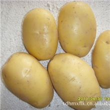 供应2013年新上市出口级荷兰土豆