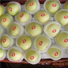 供应2013年新上市100-125金帅苹果