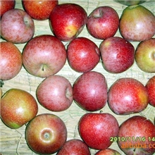 供应秦观苹果(图)