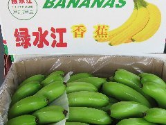 香蕉苗试管苗试管苗香蕉苗香蕉组培苗抗病香蕉苗全国供应