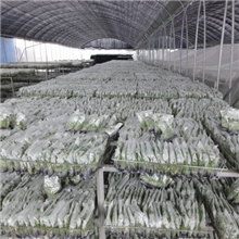 厂家供应安全种源，无病害欢迎参观学习