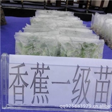 厂家直销安全种源，无病害欢迎参观学习