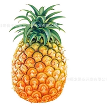 供应程溪菠萝全年不间断供应质量保证
