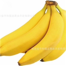福建香蕉天宝香蕉坂仔香蕉产地直销