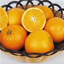 福建橙子品质优良价格优惠