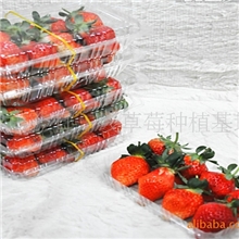 供应优质牛奶草莓