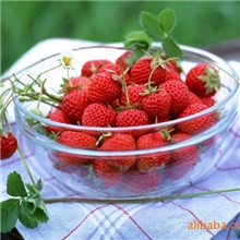 合肥优质草莓苗