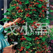 盆栽四季草莓攀援草莓苗芬芳之星9.99元70粒种子苗7元一棵