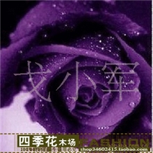 梦幻紫玫瑰花苗玫瑰苗3号紫玫瑰苗盆栽玫瑰苗紫玫瑰