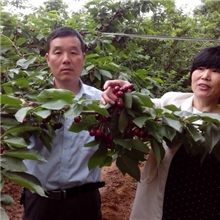 直销美国车厘子树苗樱桃果树苗车厘子樱桃苗南方果树可口香甜