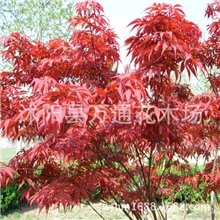 批发日本红枫树苗园林绿化苗木日本红枫嫁接苗乔木红枫小苗