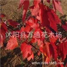 直销美国红枫小苗美国改良红枫北美红枫现货充足园林绿化苗木